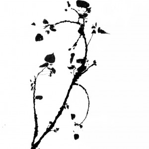 marie_lys_haguenmuller