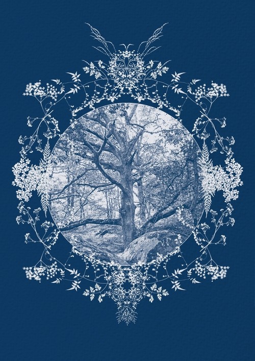 arbre_remarquable_barbizon